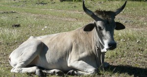 Cow resting